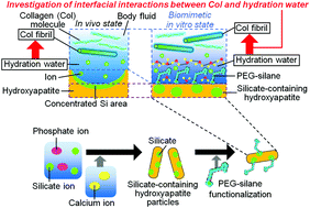 Graphical abstract: PEG functionalization effect of silicate-containing hydroxyapatite particles on effective collagen fibrillation with hydration layer state change
