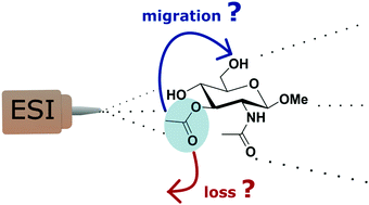 Graphical abstract: O-Acetylated sugars in the gas phase: stability, migration, positional isomers and conformation