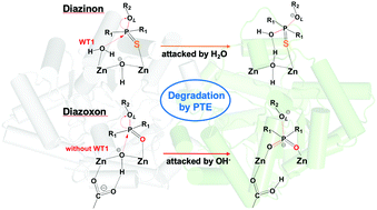 Graphical abstract: Degradation of pesticides diazinon and diazoxon by phosphotriesterase: insight into divergent mechanisms from QM/MM and MD simulations