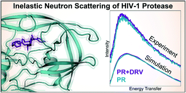 Graphical abstract: Joint neutron/molecular dynamics vibrational spectroscopy reveals softening of HIV-1 protease upon binding of a tight inhibitor