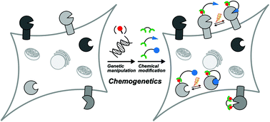 Graphical abstract: Tethering-based chemogenetic approaches for the modulation of protein function in live cells