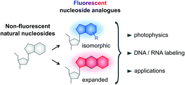 Graphical abstract: Fundamental photophysics of isomorphic and expanded fluorescent nucleoside analogues