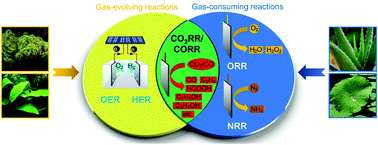 Graphical abstract: Wetting-regulated gas-involving (photo)electrocatalysis: biomimetics in energy conversion