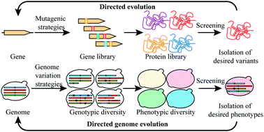 Graphical abstract: Directed genome evolution driven by structural rearrangement techniques