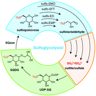 Graphical abstract: Sulfoglycolysis: catabolic pathways for metabolism of sulfoquinovose