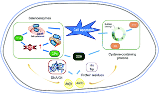 Graphical abstract: Recent development of gold(i) and gold(iii) complexes as therapeutic agents for cancer diseases