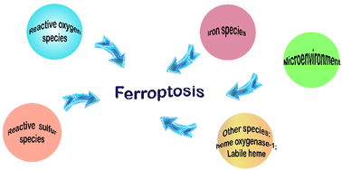 Graphical abstract: Recent advances in small-molecule fluorescent probes for studying ferroptosis