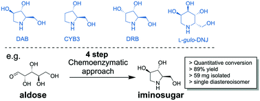 Graphical abstract: An in vitro–in vivo sequential cascade for the synthesis of iminosugars from aldoses