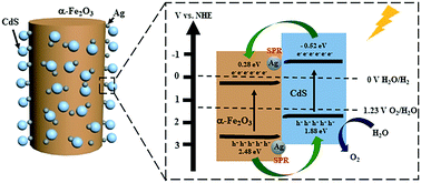 Graphical abstract: α-Fe2O3/Ag/CdS ternary heterojunction photoanode for efficient solar water oxidation