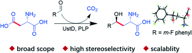 Graphical abstract: Stereo-selective synthesis of non-canonical γ-hydroxy-α-amino acids by enzymatic carbon–carbon bond formation