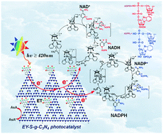 Graphical abstract: Eosin-Y and sulfur-codoped g-C3N4 composite for photocatalytic applications: the regeneration of NADH/NADPH and the oxidation of sulfide to sulfoxide