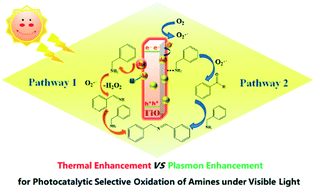 Graphical abstract: Au/TiO2 nanobelts: thermal enhancement vs. plasmon enhancement for visible-light-driven photocatalytic selective oxidation of amines into imines