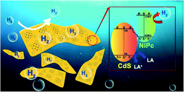 Graphical abstract: Direct Z-scheme CdS–NiPc heterojunctions as noble metal-free photocatalysts for enhanced photocatalytic hydrogen evolution