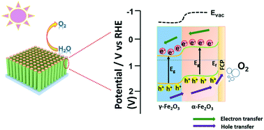 Graphical abstract: Revealing long-lived electron–hole migration in core–shell α/γ-Fe2O3/FCP for efficient photoelectrochemical water oxidation