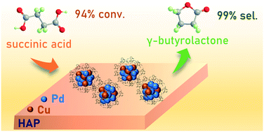 Graphical abstract: Selective hydrogenation of succinic acid to gamma-butyrolactone with PVP-capped CuPd catalysts