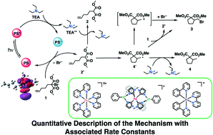 Graphical abstract: Mechanistic investigation of a visible light mediated dehalogenation/cyclisation reaction using iron(iii), iridium(iii) and ruthenium(ii) photosensitizers