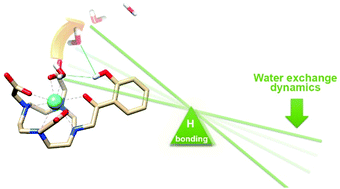 Graphical abstract: Scrutinising the role of intramolecular hydrogen bonding in water exchange dynamics of Gd(iii) complexes