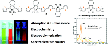 Graphical abstract: The influence of the formal replacement of thiophenes by stannoles in terthiophene and sexithiophene on the optoelectronic properties and electrochemical behavior
