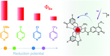 Graphical abstract: Electron transfer pathways in photoexcited lanthanide(iii) complexes of picolinate ligands