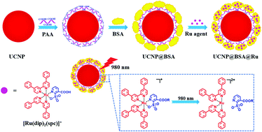 Graphical abstract: UCNP@BSA@Ru nanoparticles with tumor-specific and NIR-triggered efficient PACT activity in vivo