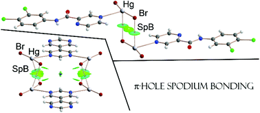 Graphical abstract: π-Hole spodium bonding in tri-coordinated Hg(ii) complexes