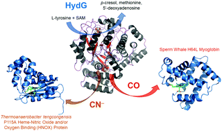 Graphical abstract: HydG, the “dangler” iron, and catalytic production of free CO and CN−: implications for [FeFe]-hydrogenase maturation