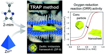 Graphical abstract: Thin ZIF-8 nanosheets synthesized in hydrophilic TRAPs