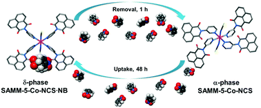 Graphical abstract: Reversible single-crystal to single-crystal phase transformation between a new Werner clathrate and its apohost