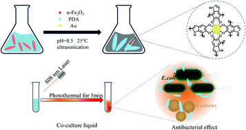 Graphical abstract: Near-infrared light-responsive photothermal α-Fe2O3@Au/PDA core/shell nanostructure with on–off controllable anti-bacterial effects
