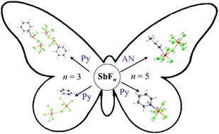 Graphical abstract: Unusual molecular complexes of antimony fluoride dimers with acetonitrile and pyridine: structures and bonding