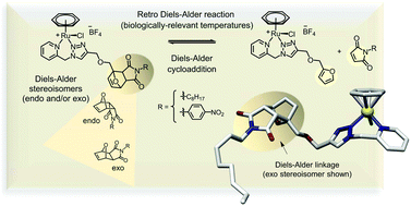 Graphical abstract: Exploiting exo and endo furan-maleimide Diels–Alder linkages for the functionalization of organoruthenium complexes