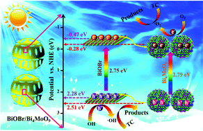 Graphical abstract: A BiOBr/Bi4MoO9 edge-on heterostructure with fast electron transport for efficient photocatalytic activity