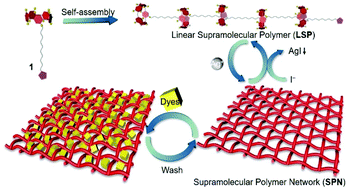 Graphical abstract: Construction of a pillararene-based supramolecular polymer network and its application in efficient removal of dyes from water