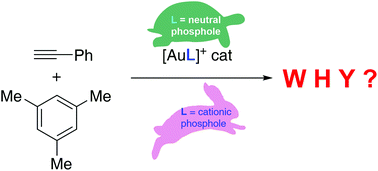 Graphical abstract: Rationalizing the influence of α-cationic phospholes on π-catalysis