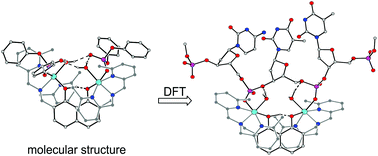 Graphical abstract: Evaluation of the binding mode of a cytotoxic dinuclear nickel complex to two neighboring phosphates of the DNA backbone