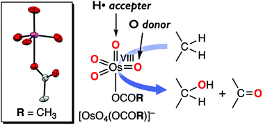 Graphical abstract: C(sp3)–H bond activation by the carboxylate-adduct of osmium tetroxide (OsO4)