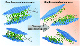 Graphical abstract: Preparation of double-layered nanosheets containing pH-responsive polymer networks in the interlayers and their conversion into single-layered nanosheets through the cleavage of cross-linking points