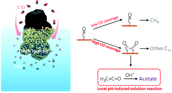 Graphical abstract: Local reaction environment for selective electroreduction of carbon monoxide