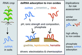 Graphical abstract: Adsorption of double-stranded ribonucleic acids (dsRNA) to iron (oxyhydr-)oxide surfaces: comparative analysis of model dsRNA molecules and deoxyribonucleic acids (DNA)