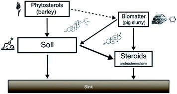 Graphical abstract: In situ formation of environmental endocrine disruptors from phytosterol degradation: a temporal model for agricultural soils