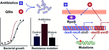 Graphical abstract: Joint effects of antibiotics and quorum sensing inhibitors on resistance development in bacteria