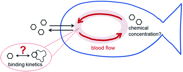 Graphical abstract: Could chemical exposure and bioconcentration in fish be affected by slow binding kinetics in blood?