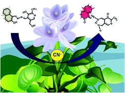 Graphical abstract: Involvement of a unique chemodosimeter in the selective estimation of noxious cyanide in common water hyacinth (Eichhornia crassipes): an environmental refinement