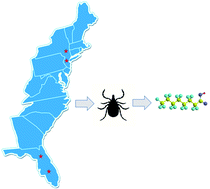 Graphical abstract: Ticks as novel sentinels to monitor environmental levels of per- and polyfluoroalkyl substances (PFAS)