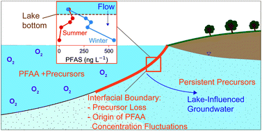 Graphical abstract: Surface-water/groundwater boundaries affect seasonal PFAS concentrations and PFAA precursor transformations
