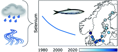 Graphical abstract: Selenium concentration in herring from the Baltic Sea tracks decadal and spatial trends in external sources