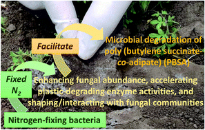 Graphical abstract: Nitrogen fixing bacteria facilitate microbial biodegradation of a bio-based and biodegradable plastic in soils under ambient and future climatic conditions