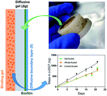Graphical abstract: Effects of biofouling on the uptake of perfluorinated alkyl acids by organic-diffusive gradients in thin films passive samplers