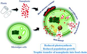Graphical abstract: Effects of nanoplastics on microalgae and their trophic transfer along the food chain: recent advances and perspectives
