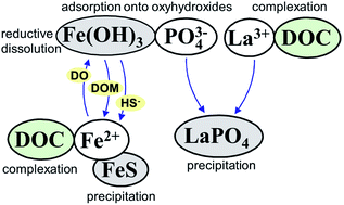 Graphical abstract: Response of sediment phosphorus partitioning to lanthanum-modified clay amendment and porewater chemistry in a small eutrophic lake